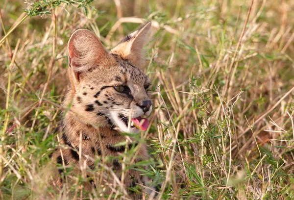 Afrikansk Serval (l. serval) — Stockfoto