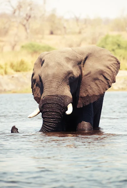 Velké africké sloní býk — Stock fotografie