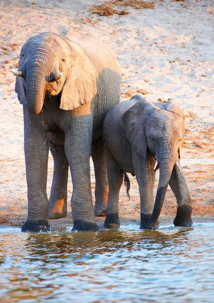 Grote kudde van Afrikaanse olifanten — Stockfoto