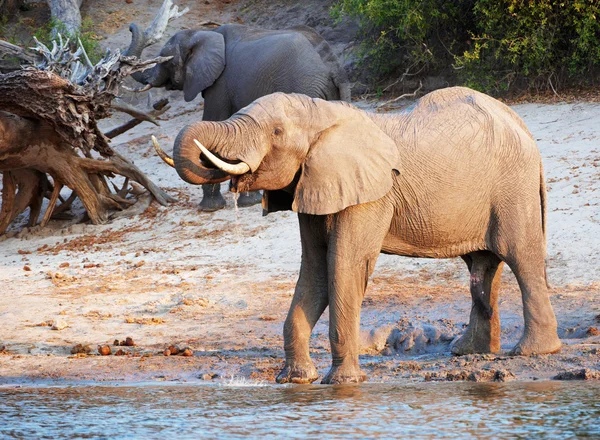 Grand troupeau d'éléphants d'Afrique — Photo
