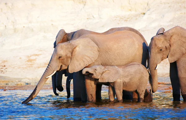 Large herd of African elephants — Stock Photo, Image