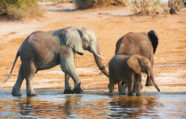 Grote kudde van Afrikaanse olifanten — Stockfoto