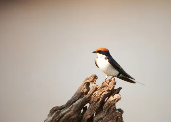 Wire-Tailed Swallow (Hirundo smithii ) — стоковое фото