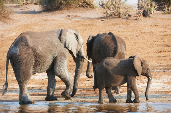 Ομάδα μικρών και μεγάλων αφρικανικών ελεφάντων — Φωτογραφία Αρχείου