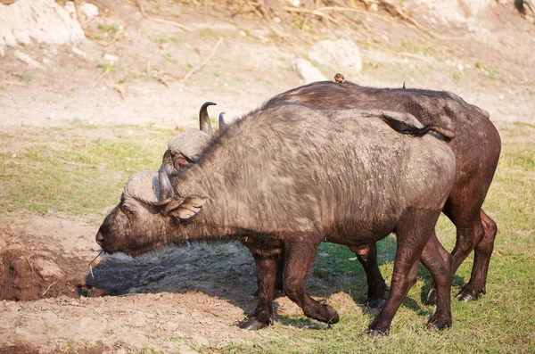 Büffel (Syncerus caffer) in freier Wildbahn — Stockfoto
