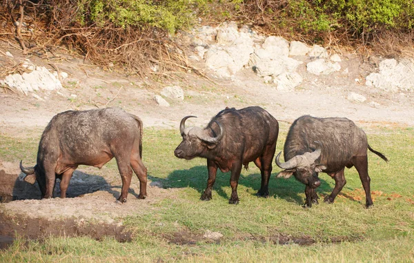 Buffalo (Syncerus caffer) v přírodě — Stock fotografie