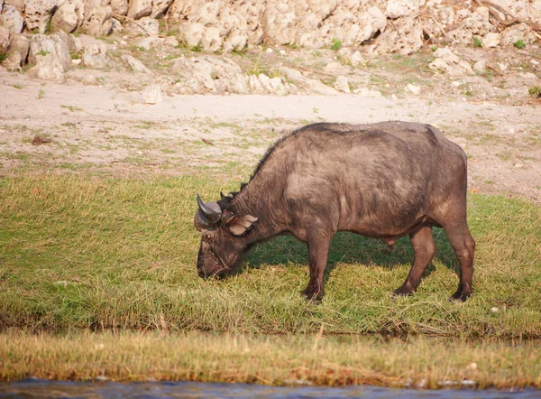 Buffalo (Syncerus caffer) v přírodě — Stock fotografie