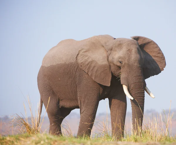 Grande elefante africano — Fotografia de Stock