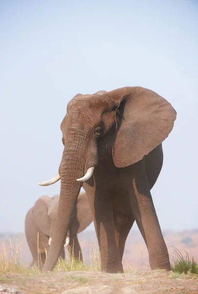 Büyük Afrika fili boğa — Stok fotoğraf