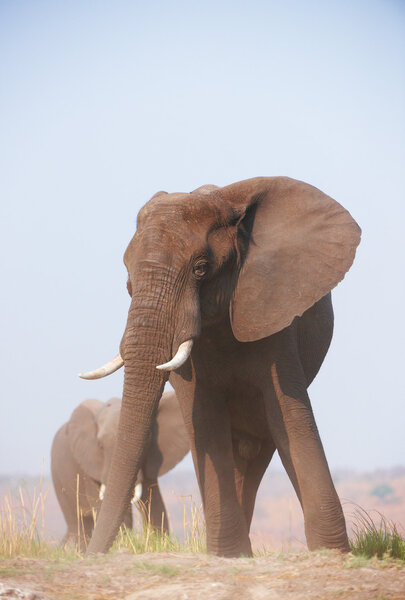 Large African elephants (Loxodonta Africana) eating in savanna in Botswana