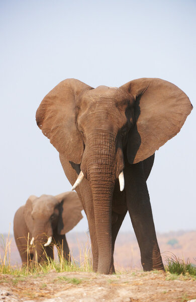 Large African elephants (Loxodonta Africana) eating in savanna in Botswana