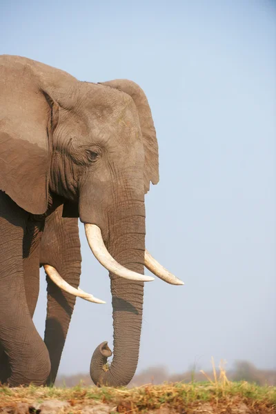 Grande toro elefante africano — Foto Stock