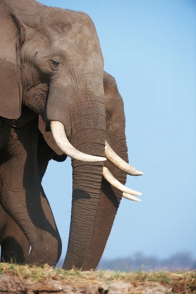 Grote Afrikaanse olifant stier — Stockfoto