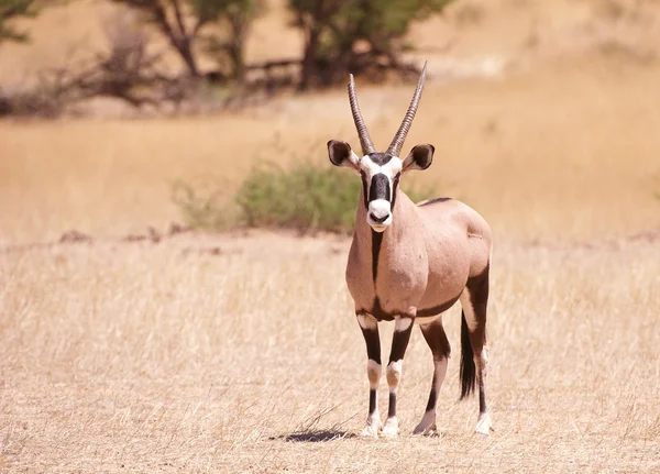 Einzelner Edelbock (Oryx gazella)) — Stockfoto