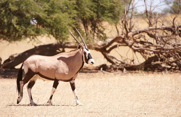 Jediného přímorožec (Oryx Gazella) — Stock fotografie