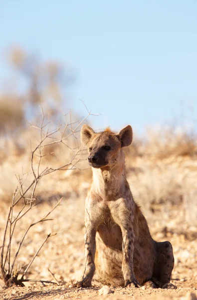 Observert hyene (Crocuta crocuta ) – stockfoto