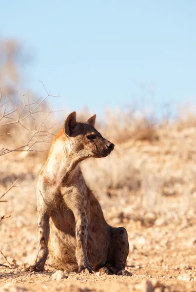 Łaciate hieny (Crocuta crocuta) — Zdjęcie stockowe