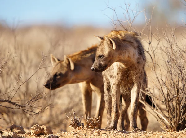 Łaciate hieny (Crocuta crocuta) — Zdjęcie stockowe