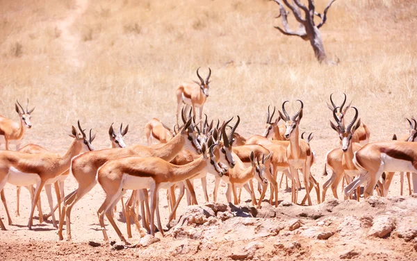 Grande manada de Springbok (Antidorcas marsupialis ) — Fotografia de Stock