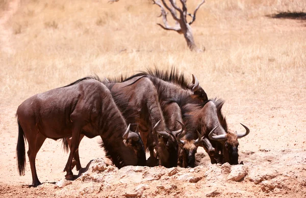 Herd of Blue wildebeest (Connochaetes taurinus) — Stock Photo, Image