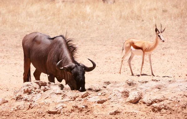 Blue wildebeest och SPRINGBOCK — Stockfoto