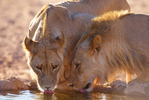 Két lionesses (panthera leo) — Stock Fotó