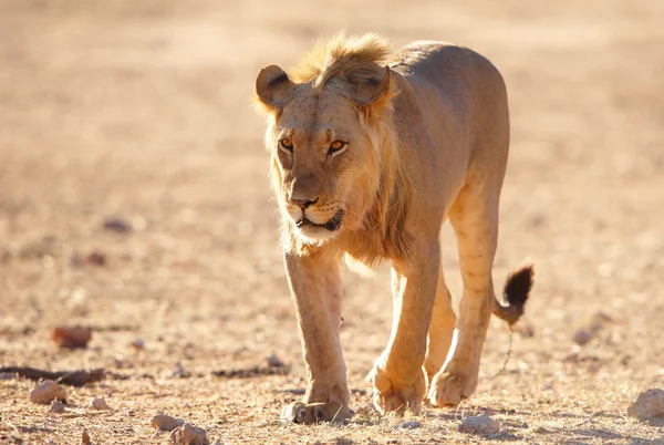 Leeuw (panthera leo) in savanne — Stockfoto