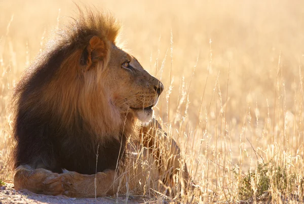 Lion (panthera leo) in savannah — Stock Photo, Image