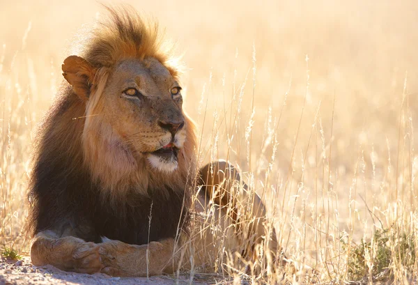 Lion (panthera leo) in savannah — Stock Photo, Image