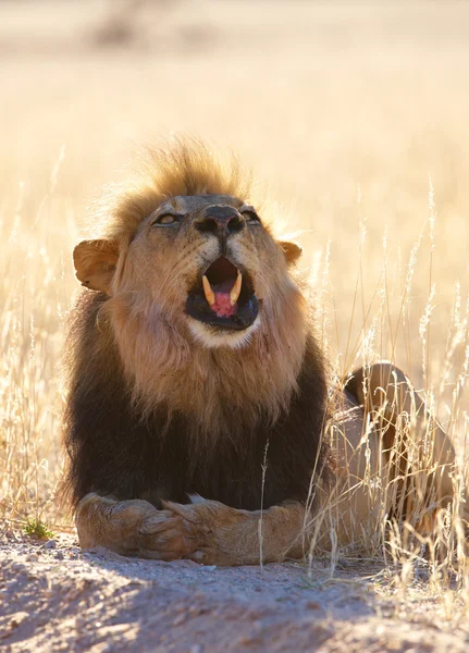 Leão (panthera leo) em savana — Fotografia de Stock