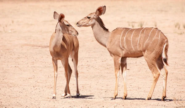 Grupp av Kudu (Tragelaphus Strepsiceros) — Stockfoto