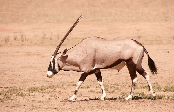 Single Gemsbok (Oryx Gazella) — Stock Photo, Image