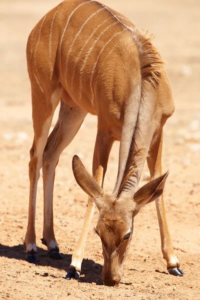 Single Kudu (Tragelaphus Strepsiceros) — Stock Photo, Image
