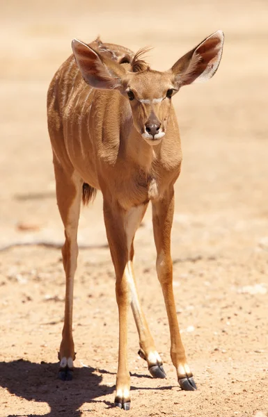 Único Kudu (Tragelaphus Strepsiceros ) — Fotografia de Stock