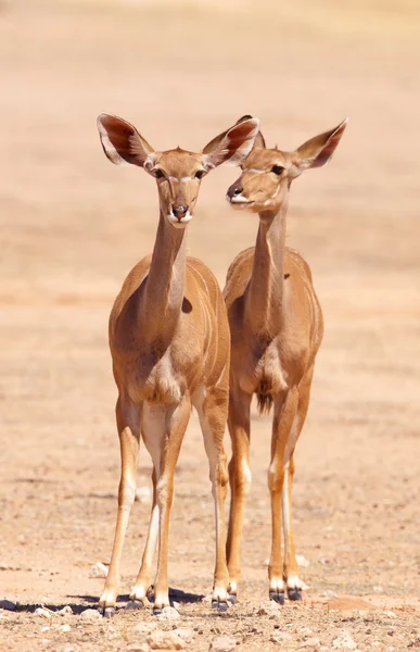Gruppe der Kudu (tragelaphus strepsiceros)) — Stockfoto