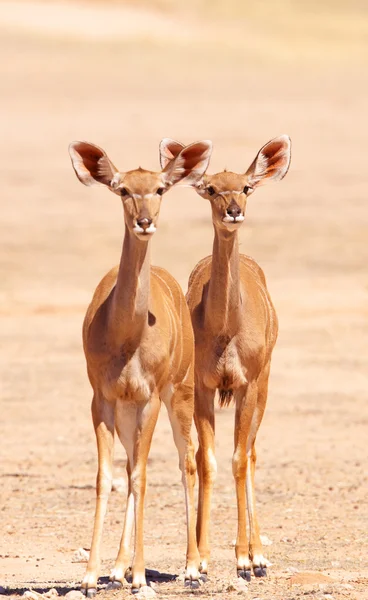 Grupp av Kudu (Tragelaphus Strepsiceros) — Stockfoto