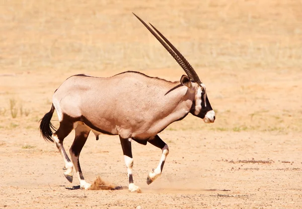 Gemsbok único (Oryx Gazella ) — Fotografia de Stock