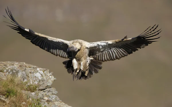 De Kaap griffon of cape vulture Rechtenvrije Stockfoto's