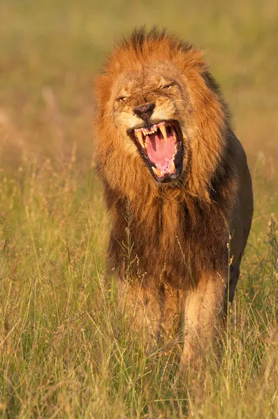Lion (panthera leo) in savannah Royalty Free Stock Images