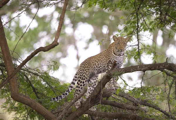 Leopardo in piedi sull'albero Immagini Stock Royalty Free
