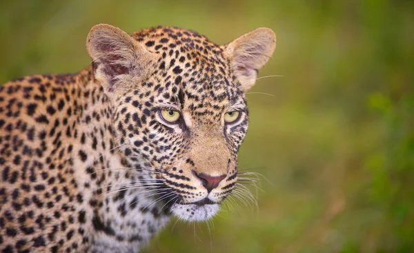 Leopardo in piedi nella savana Foto Stock Royalty Free
