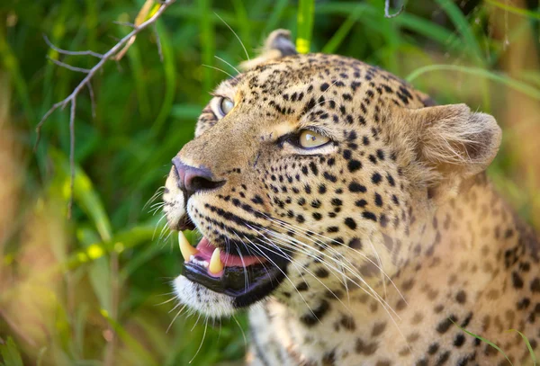 Leopard ruht in Savanne Stockbild