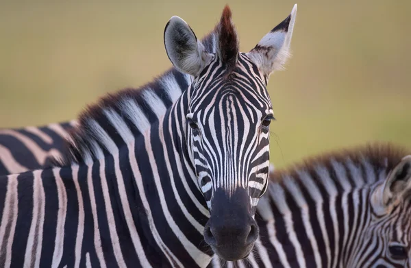Herde von Zebras (Afrikanische Äquiden)) lizenzfreie Stockfotos