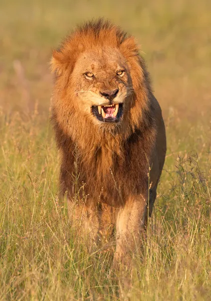狮子 (猫科狮子座) 在萨凡纳 图库图片