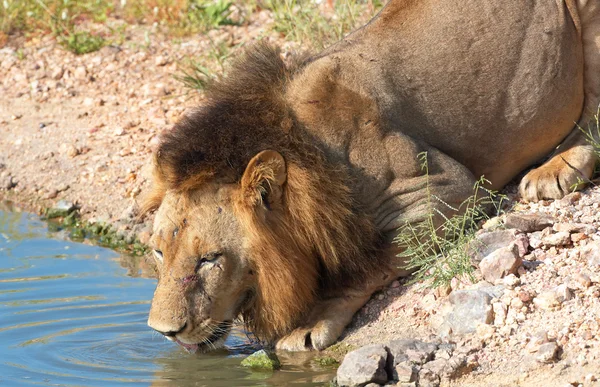 狮子 (猫科狮子座) 喝水 图库图片