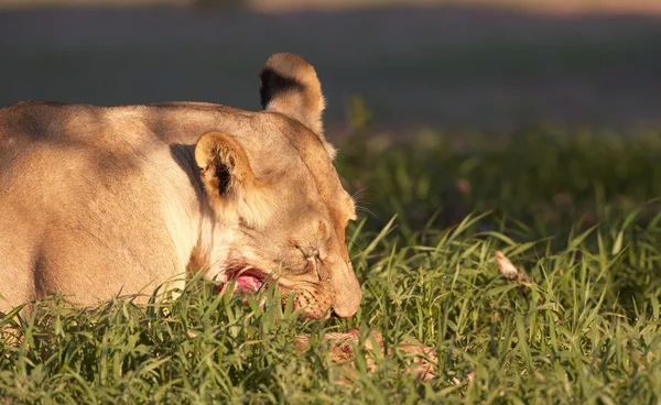 Лев (Panthera leo) крупным планом Лицензионные Стоковые Фото