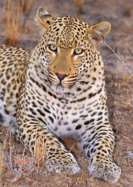 Леопард лежит в саванне Лицензионные Стоковые Изображения