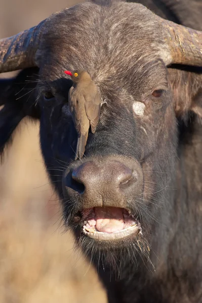 Buffalo (Syncerus caffer) v přírodě Stock Fotografie