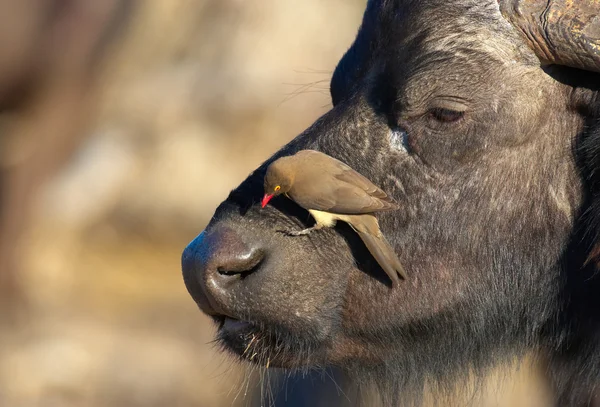 Buffalo (Syncerus caffer) в дикій природі Стокове Фото