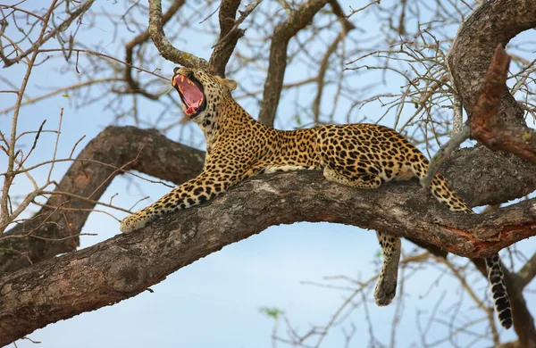 Leopard auf dem Baum liegend Stockbild